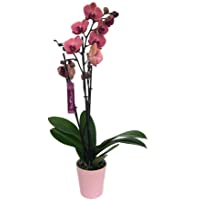 ORQUÍDEA NATURAL PHALAENOPSIS ROSA ASIA 75CM 3-4 TALLOS M12 ENVÍOS EN 24 HORAS